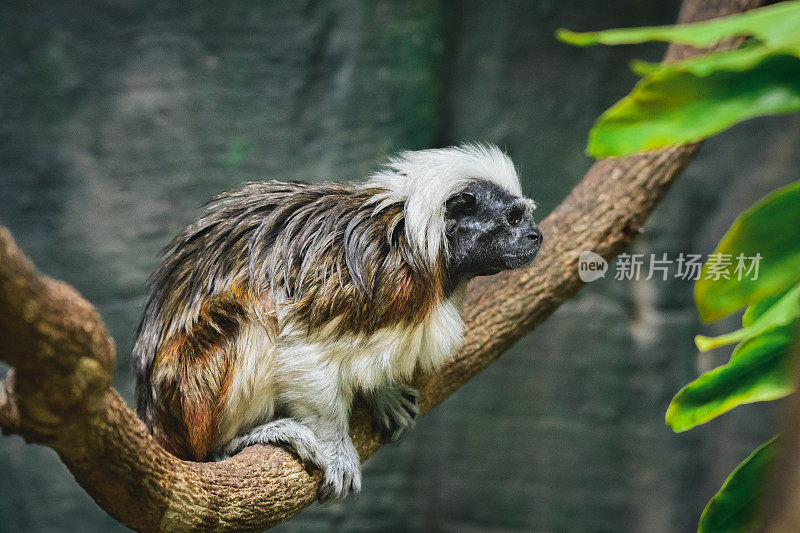 棉顶绢毛猴(Saguinus oedipus):一种灵长类动物，这种动物栖息在树枝上。